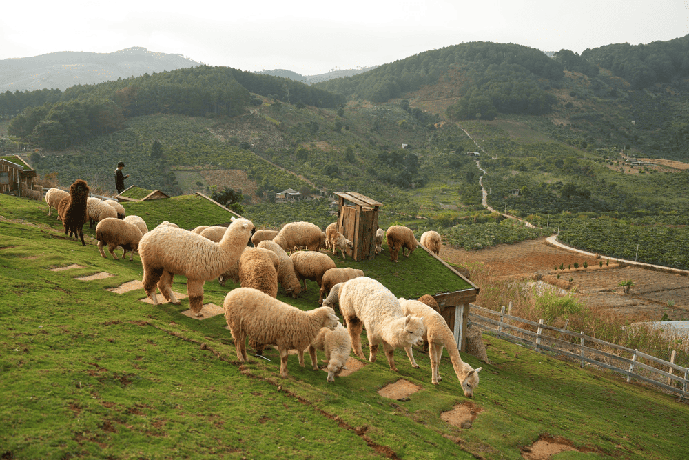 Chika Farm was inspired by European open farms, bringing gentle livestock and nature-based education to Vietnam’s Lam Dong province (Source: Fanpage Chika Farm)